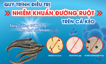 Quy trình điều trị nhiễm khuẩn đường ruột trên cá kèo