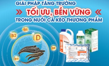 Giải pháp tăng trưởng tối ưu, bền vững trong nuôi cá kèo thương phẩm