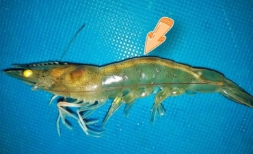 Sâu hơn về 