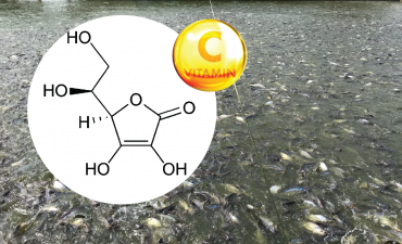 Vai trò và sử dụng vitamin C trong nuôi trồng thủy sản