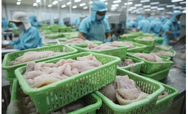 Các thị trường lớn đang khát cá tra Việt Nam