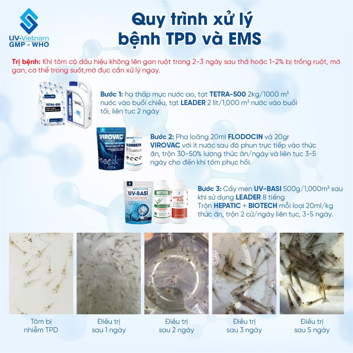 Virovac - Cong nghe IgY trong phong tri xu ly tom bi hoai tu gan tuy cap tom thuy tinh TPD va tom chet som EMS | UV Viet Nam